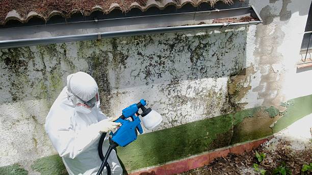 Top rated local Attic Mold Remediation specialists in Mound, MN